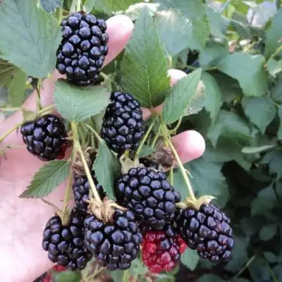 Ежевика ОУАЧИТА бесшипная  в Мозыре