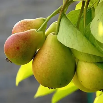 Груша СЕВЕРЯНКА в Мозыре