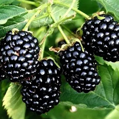 Ежевика ПРАЙМ АРК ТРЕВЕЛЕР ремонтантная  в Мозыре