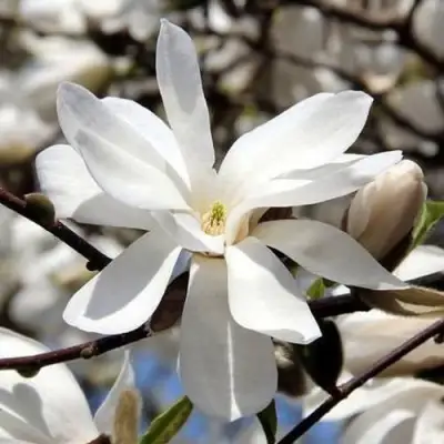 Магнолия ЛЕБНЕРА МЕРРИЛЛ в Мозыре