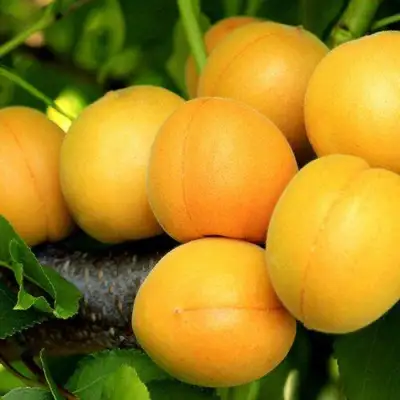 Абрикос ЦАРСКИЙ в Мозыре