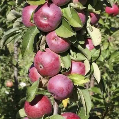 Яблоня ЕСЕНИЯ колонновидная в Мозыре