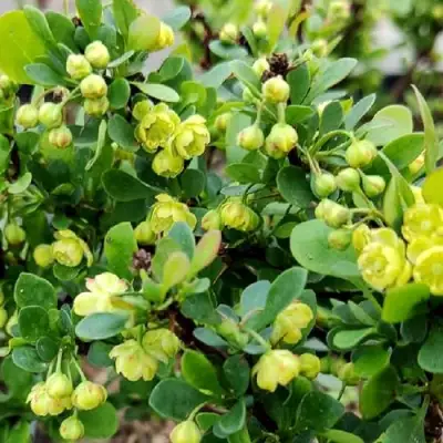 Барбарис КОБОЛЬД тунберга в Мозыре