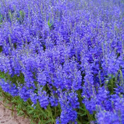 Вероника австрийская в Мозыре