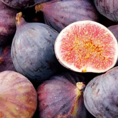 Инжир МУАССОН в Мозыре