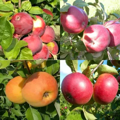 Комплект ЯБЛОНЕВЫЙ КВАРТЕТ в Мозыре