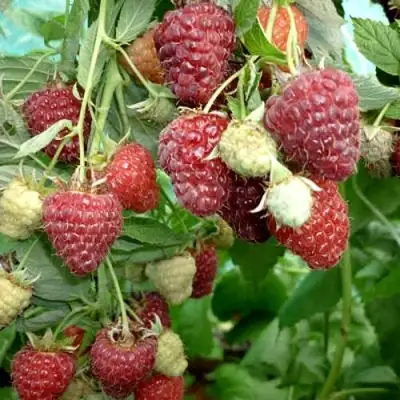 Малина ЖАР-ПТИЦА в Мозыре