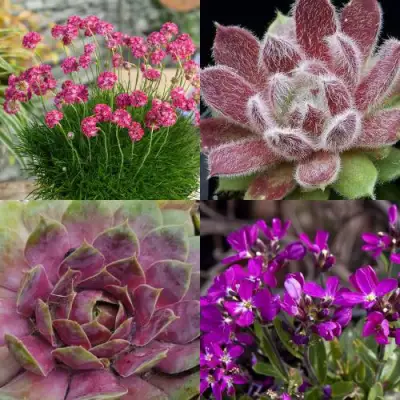 Комплект МИНИ САД в Мозыре