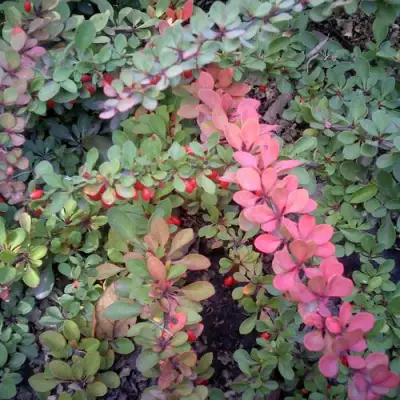 Барбарис ГРИН КАРПЕТ тунберга в Мозыре