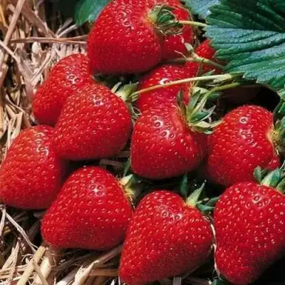 Клубника КИМБЕРЛИ в Мозыре