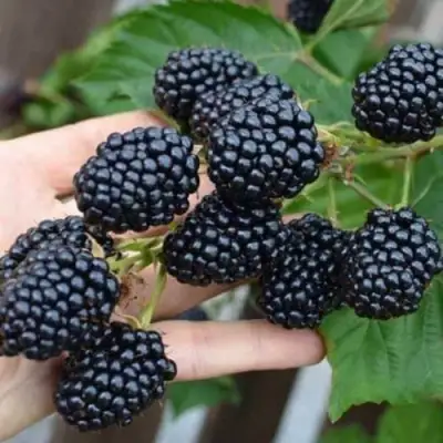 Ежевика ДЖАМБО бесшипная  в Мозыре