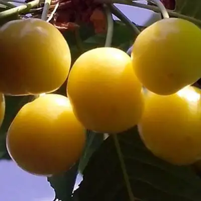 Черешня ЧЕРМАШНАЯ в Мозыре