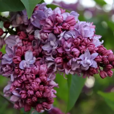 Сирень П.П.КОНЧАЛОВСКИЙ в Мозыре