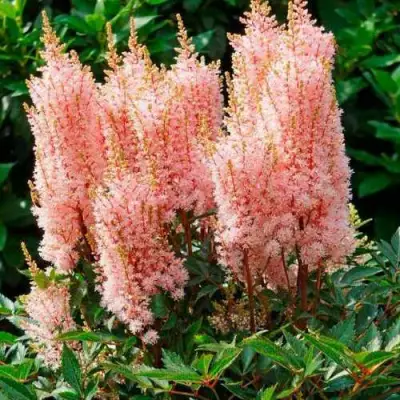 Астильба ЛУК ЭТ МИ японская в Мозыре