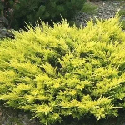 Можжевельник ЛАЙМ ГЛОУ горизонтальный  в Мозыре