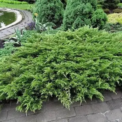 Можжевельник РОКЕРИ ДЖЕМ казацкий  в Мозыре