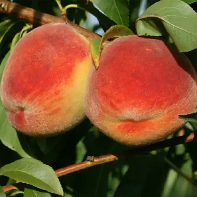 Персик МАРИЯ в Мозыре