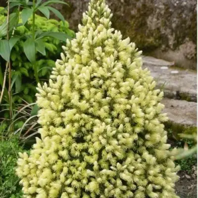 Ель МАЙГОЛД колючая в Мозыре