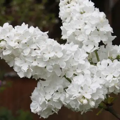 Сирень ФЛОРА в Мозыре