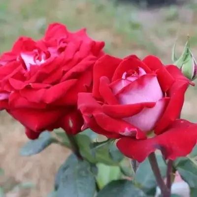 Роза АЛЬЯНС чайно-гибридная в Мозыре