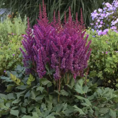 Астильба ВИЖНС китайская в Мозыре