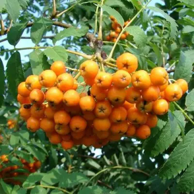 Рябина НЕВЕЖИНСКАЯ ЖЕЛТАЯ сладкоплодная в Мозыре