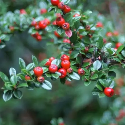Кизильник горизонтальный в Мозыре