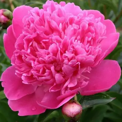 Пион ЭДУЛИС СУПЕРБА травянистый в Мозыре