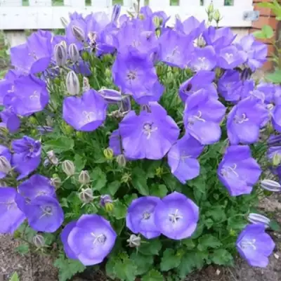 Колокольчик САНТА карпатский в Мозыре