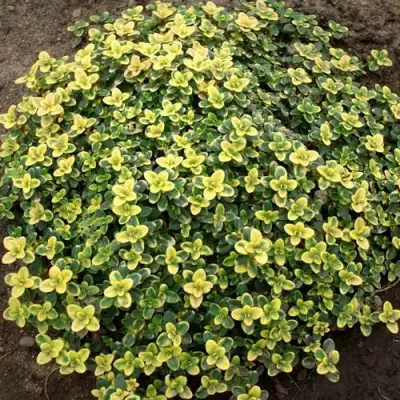 Тимьян ДОННА ВАЛЕЙ лимоннопахнущий в Мозыре