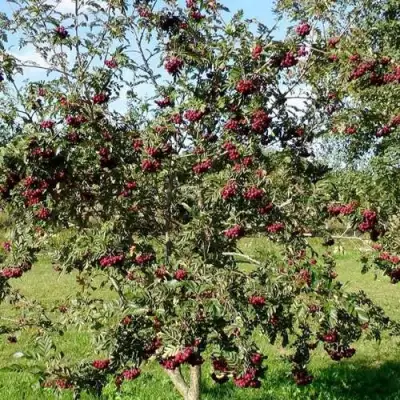 Рябина БУРКА сладкоплодная в Мозыре