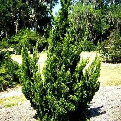 Можжевельник КАЙЗУКА китайский в Мозыре