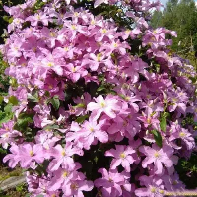 Клематис КОМТЕСС ДЕ БУШО в Мозыре