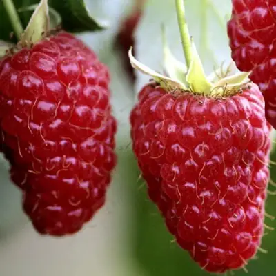 Саженцы малины Гигант рубиновый