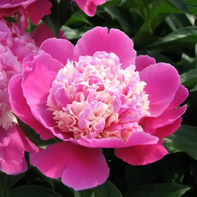 Пион КОРА СТАББС травянистый в Мозыре