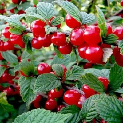 Вишня ВОСТОРГ войлочная в Мозыре