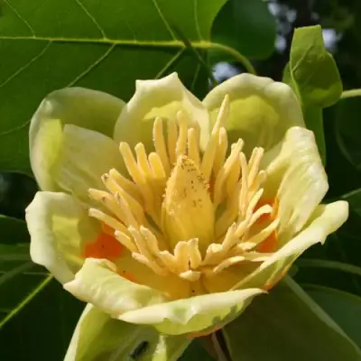 ЛИРИОДЕНДРОН тюльпанный в Мозыре