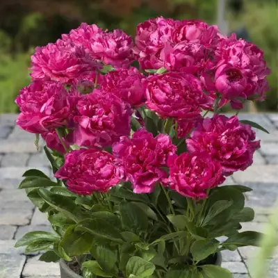 Пион ЛОНДОН травянистый в Мозыре