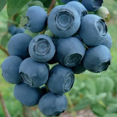 Голубика РУБЕЛ в Мозыре