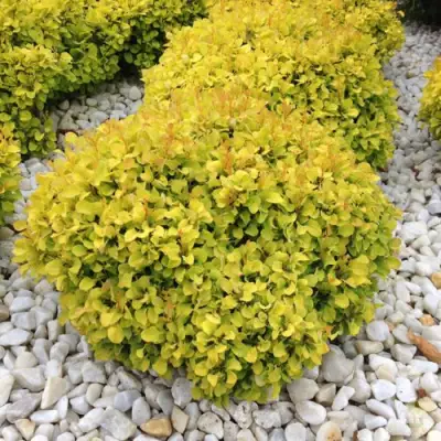 Барбарис БОНАНЗА ГОЛД тунберга в Мозыре