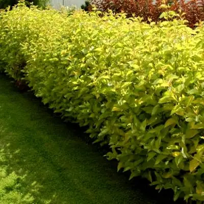 Комплект ДАРТС ГОЛД в Мозыре