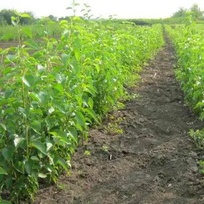 Подвой черешни ДИКАЯ ЧЕРЕШНЯ в Мозыре