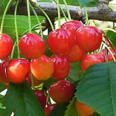 Черешня ДОНЧАНКА в Мозыре