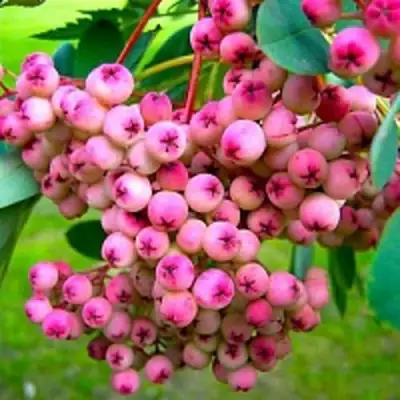 Рябина ПИНК сладкоплодная в Мозыре