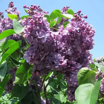 Сирень ВИОЛЕТТА в Мозыре