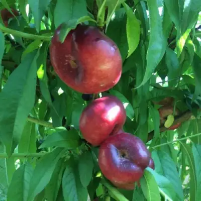 Нектарин ДОНАТ ИНЖИРНЫЙ в Мозыре