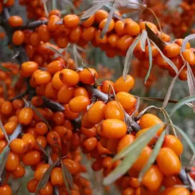 Облепиха ВОРОБЬЕВСКАЯ в Мозыре