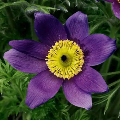 Прострел ПИНВИЛ БЛЮ ШЕЙДЕС в Мозыре