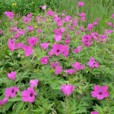 Герань РЕД АДМИРАЛ гибридная в Мозыре