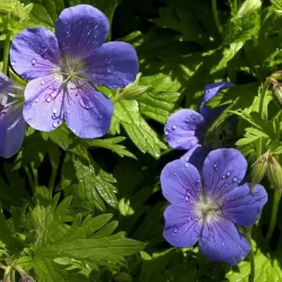 Герань БРУКСАЙД гибридная в Мозыре